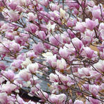Cherry Blossoms
