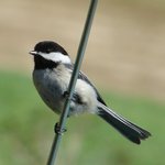 Chickadee