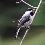 Chickadee