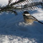 Chickadee