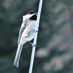 Chickadee