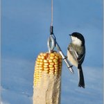 Chickadee