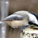 Chickadee Drinking at Fountain