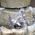 Chickadee Splashing Droplets