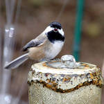Chickadee - sounding off, beak open
