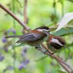 Chickadees-Demanding Baby & Harried parent