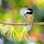 Sundown Chickadee on Larch bough