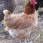 Here Chook Chook