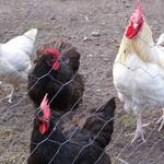 Chicken Run