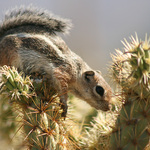 Chipmunk On Cholla Cactus