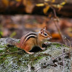 Chipmunk in the Woods
