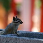 Chipmunk In Williams