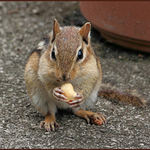 Chipmunk With Peanut