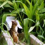 Chippy