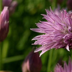 Blooming Chive