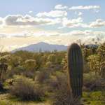 On the Desert