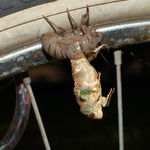 Cicada Molting