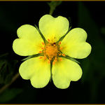 Cinquefoil