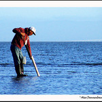 The Clam Digger