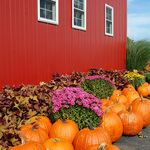 Classic Fall