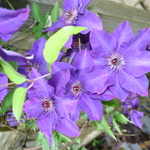 Clematis Blooms