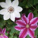 Clematis duo