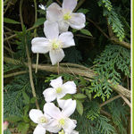 Clematis Montana