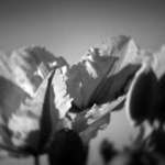 clematis