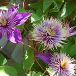 Clematis