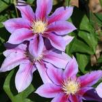 Clematis