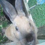 close up of smudge
