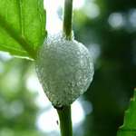 Egg Sack