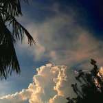 Palm Tree and Clouds