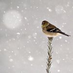 Cold and Lonely
