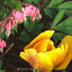 Colored Spring