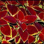 Colorful Coleus