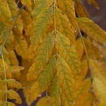 Colours Of Autumn