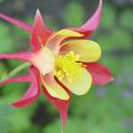 Red Columbine