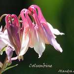 Columbines