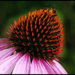 Cone Flower