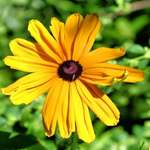 Coneflower "Indian Summer"