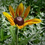 Coneflower