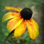 Coneflower