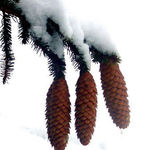 Snowcones