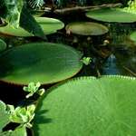 Living Circles