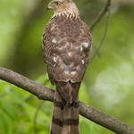 Cooper's Hawk