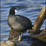 Coot