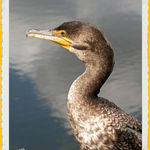 Cormorant (1)