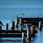 Cormorants at Morrisett