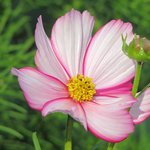 Cosmos